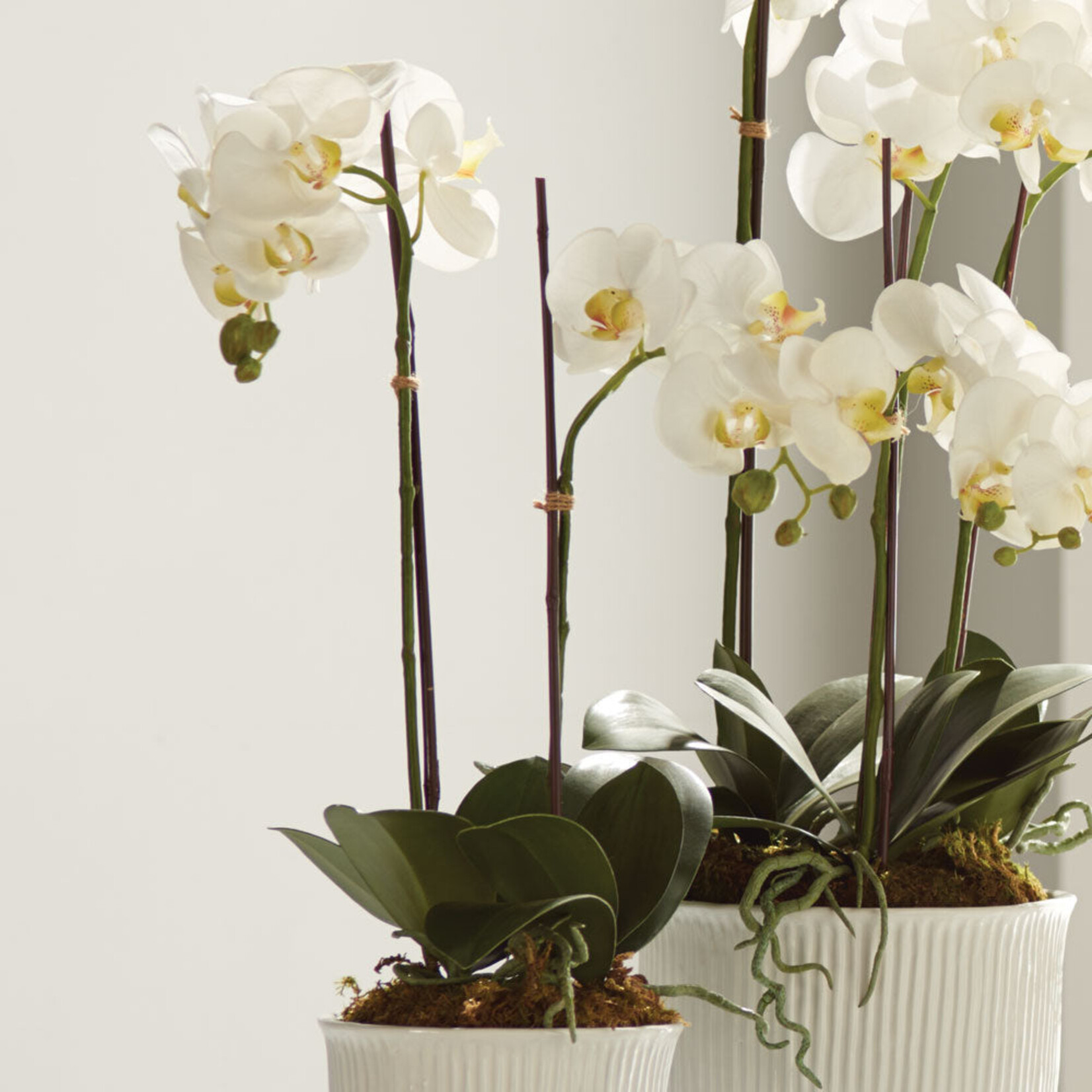Napa Home and Garden Phalaenopsis White Orchid Drop-In - 23"