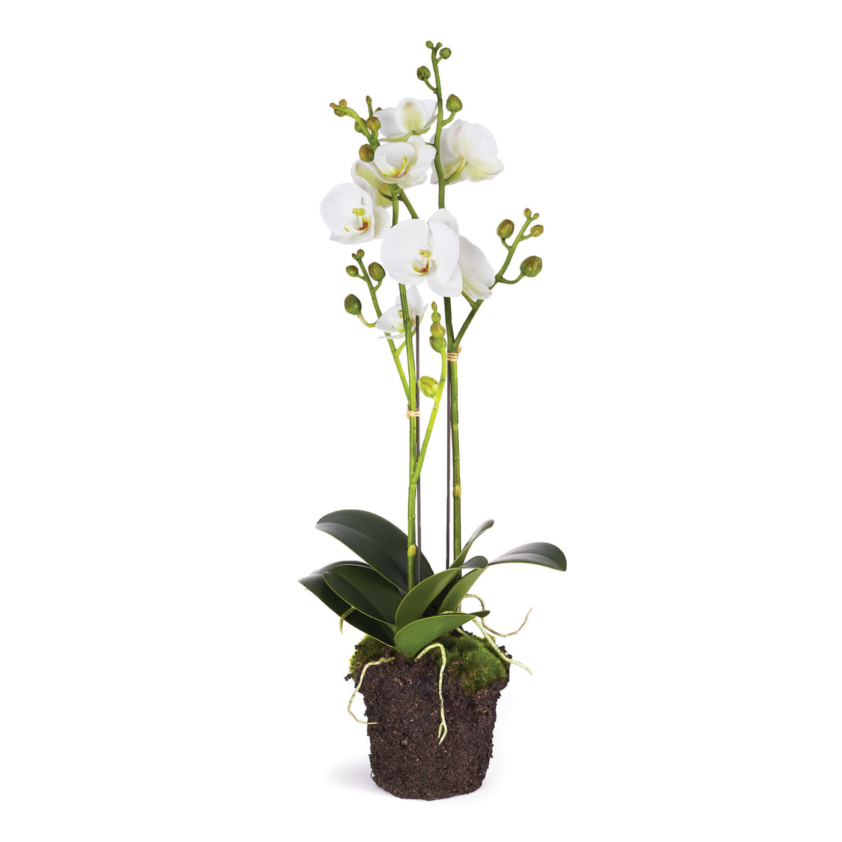 Napa Home and Garden Phalaenopsis White Orchid (x2) Drop-In - 23"