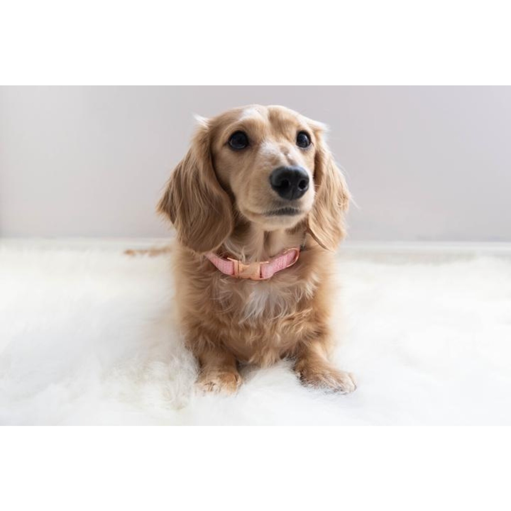 Sassy Woof Dog Collars in Strie