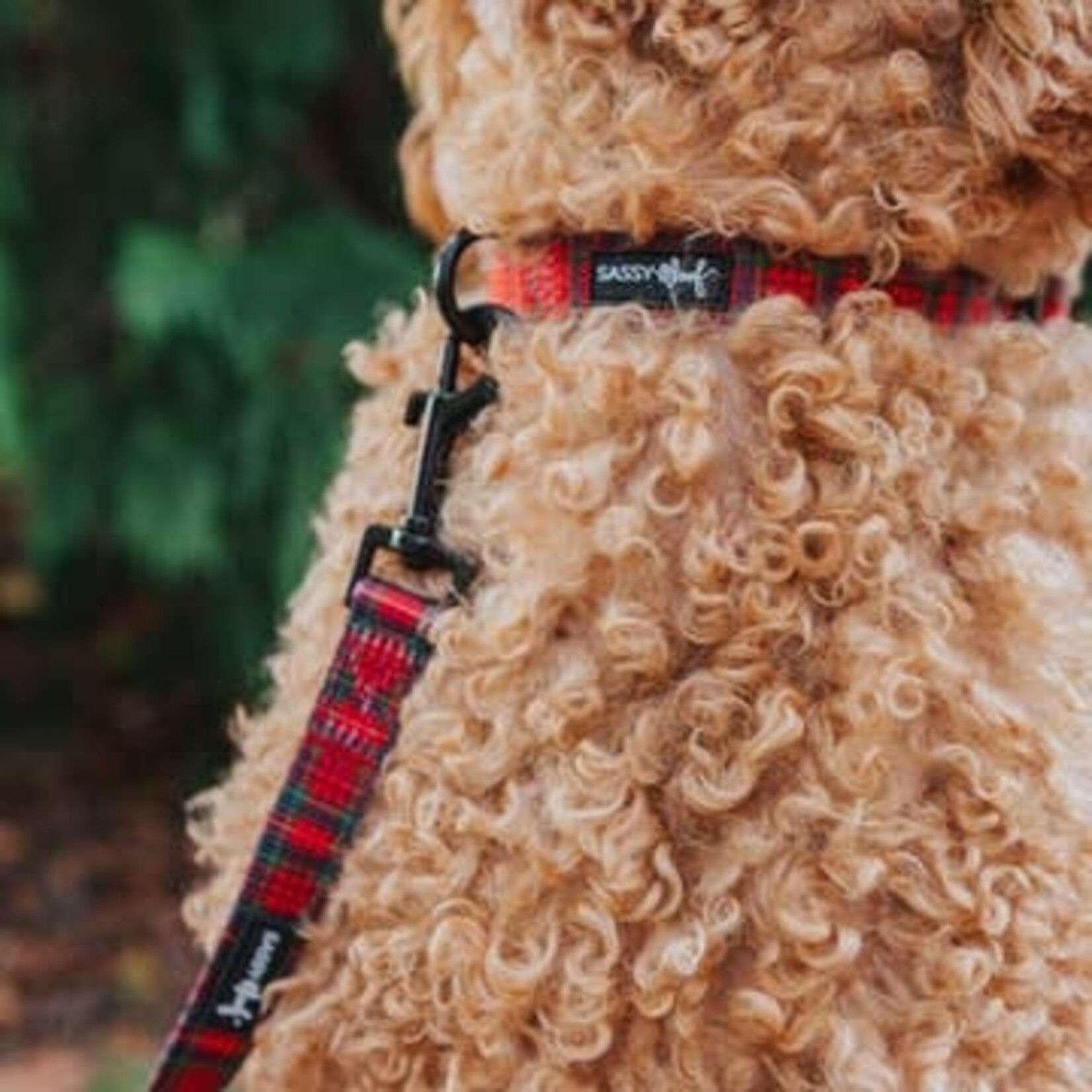 Sassy Woof Dog Collars & Leash in Deck the Paws