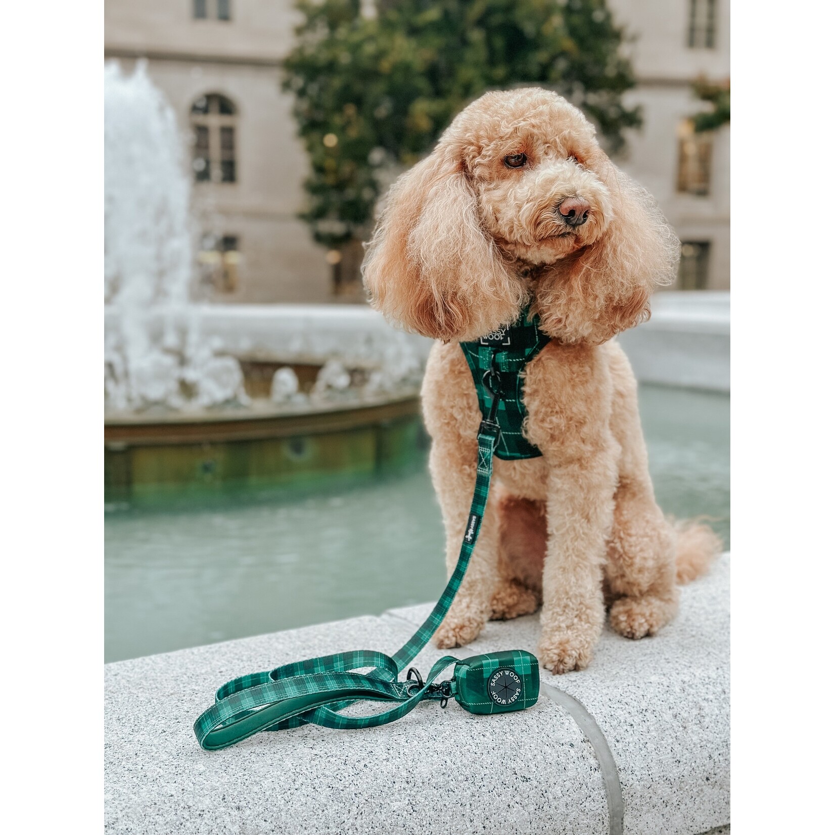 Sassy Woof Dog Collars & Leash in Barks of Holly