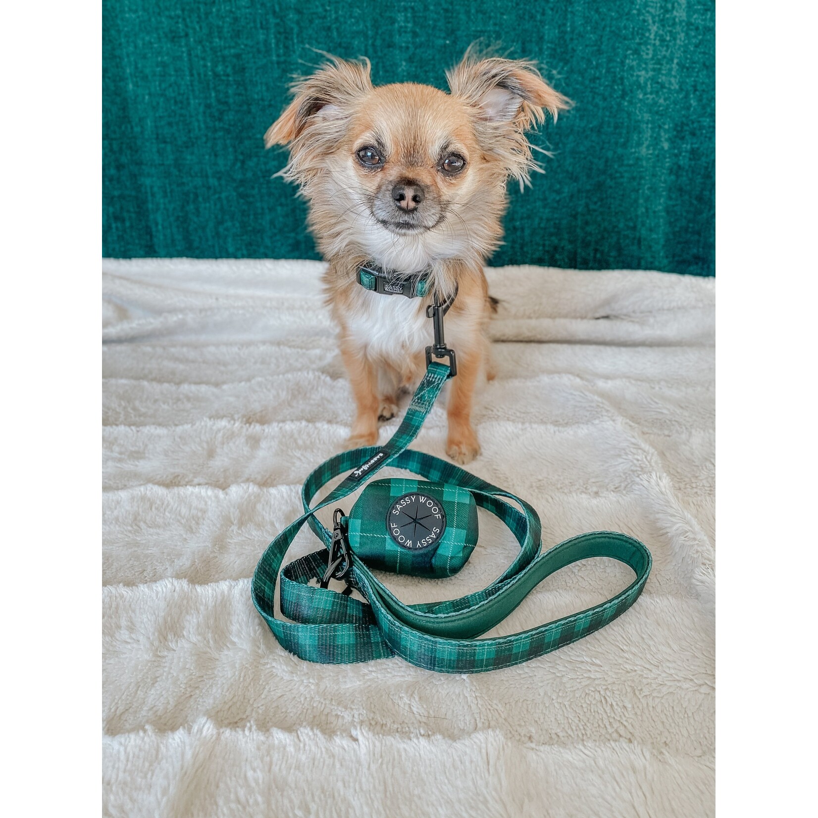 Sassy Woof Dog Collars & Leash in Barks of Holly