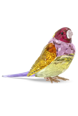 Swarovski Idyllia SCS Gouldian Finch, Large