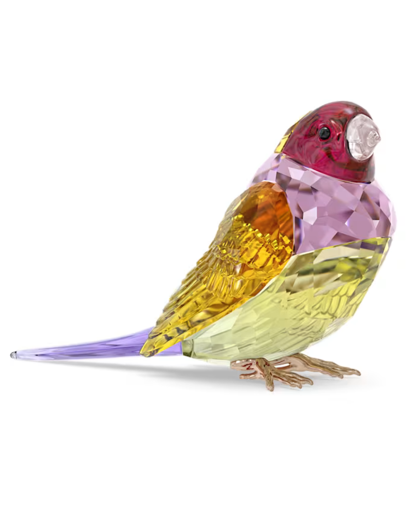 Swarovski Idyllia SCS Gouldian Finch, Large