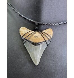 Peaceful Sea Creations PSC Genuine Megalodon Tooth Fossil Necklace Gray/Black Black Leather Cord