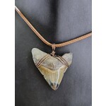 Peaceful Sea Creations PSC Genuine Megalodon Tooth Fossil Necklace Gray/Brown Polished Tip, Brown Leather Cord
