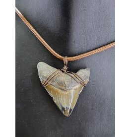 Peaceful Sea Creations PSC Genuine Megalodon Tooth Fossil Necklace Gray/Brown Polished Tip, Brown Leather Cord