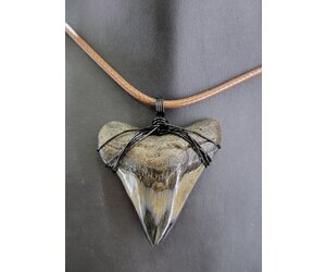 PSC Genuine Megalodon Polished Tooth Fossil Necklace, Black Wire