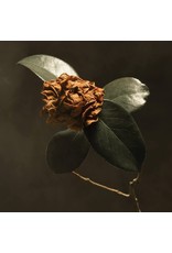 St. Paul & The Broken Bones - Young Sick Camellia