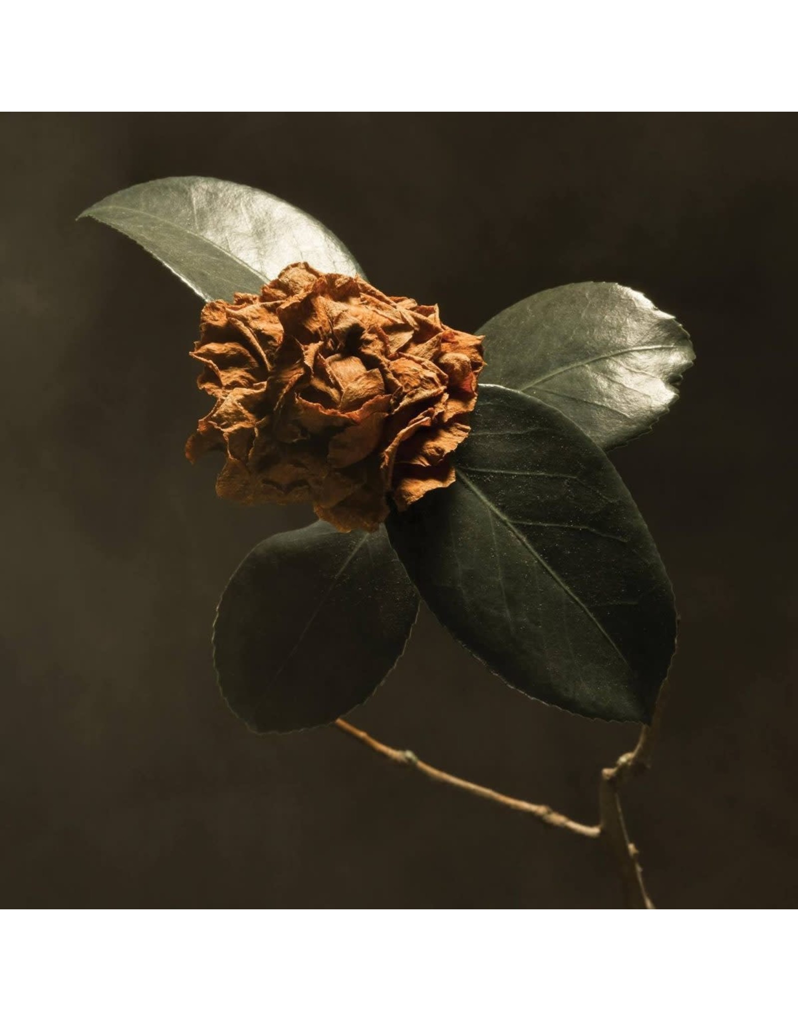 St. Paul and The Broken Bones - Young Sick Camellia (Clear Vinyl)