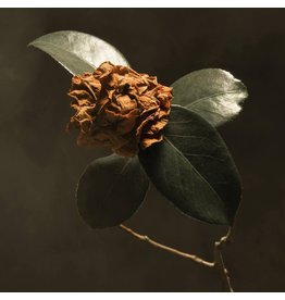 St. Paul and The Broken Bones - Young Sick Camellia (Clear Vinyl)