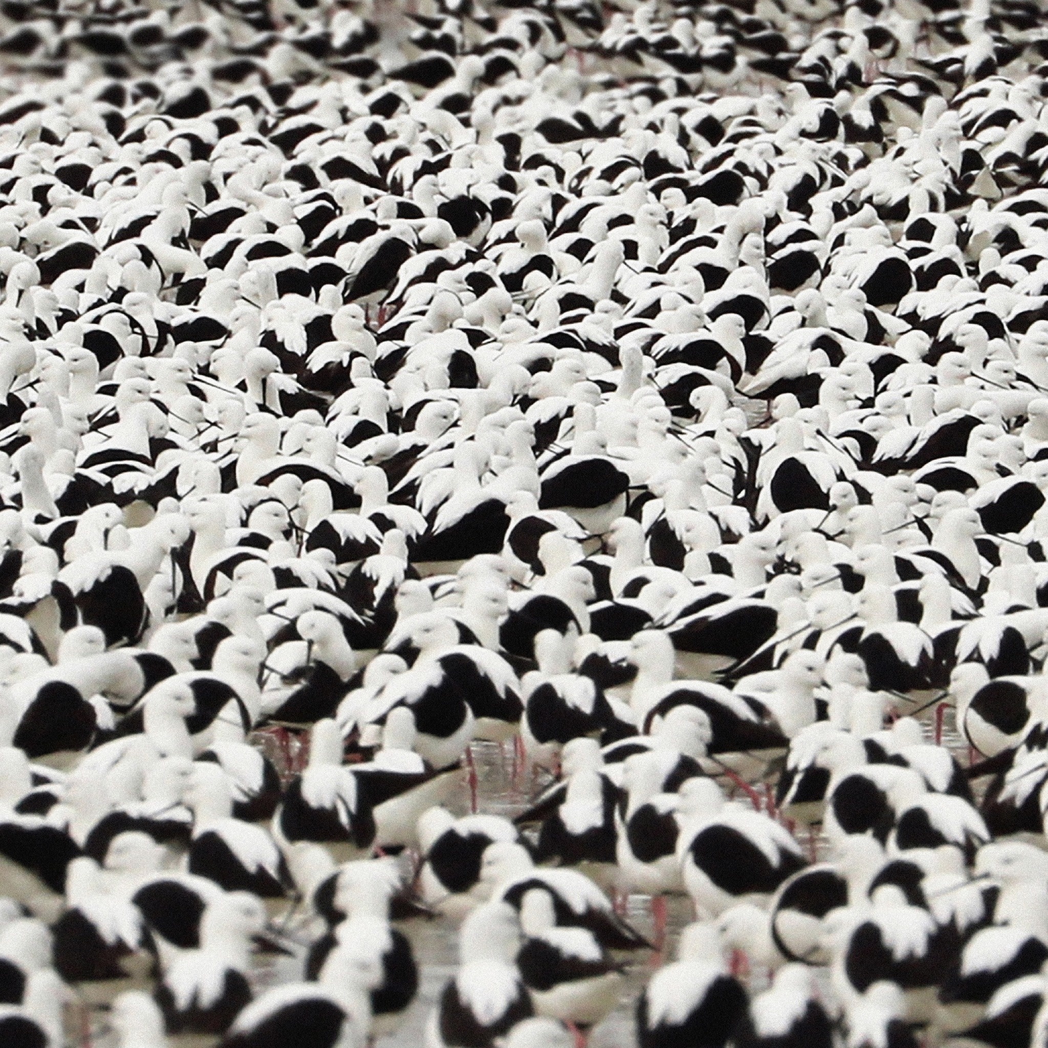 Stella Donnelly - Flood (Exclusive Opaque Red Vinyl) - Pop Music