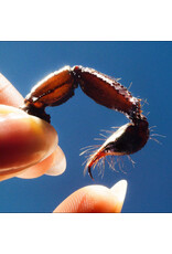 Squid - Cowards (Clear Vinyl)