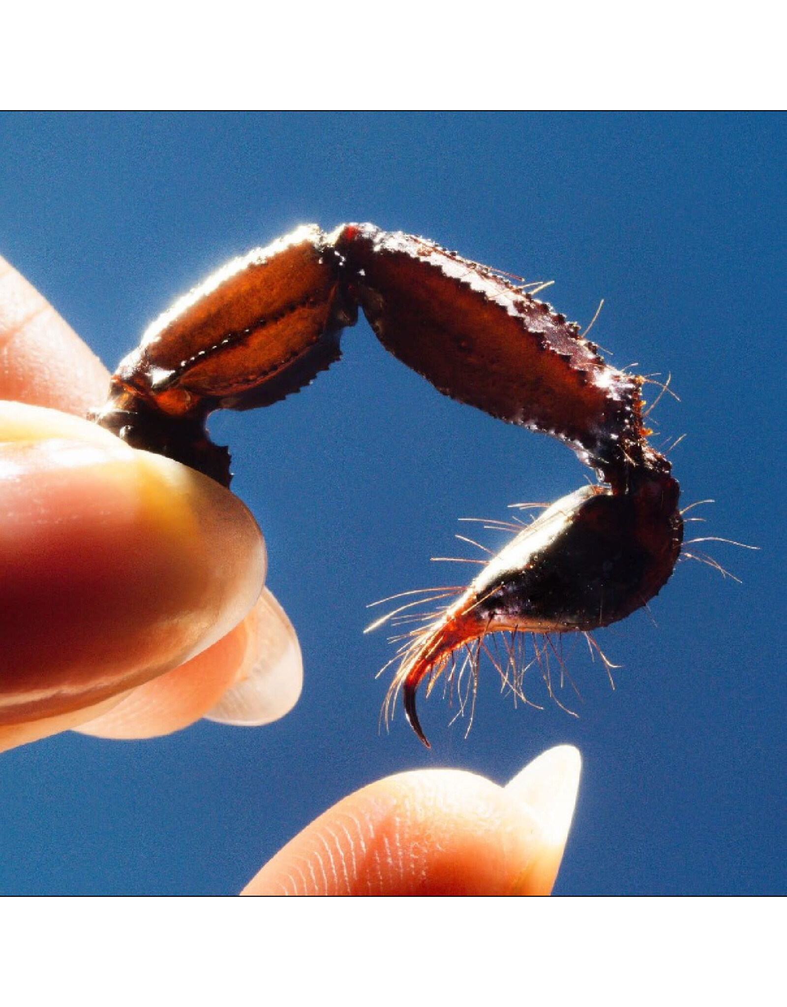 Squid - Cowards (Clear Vinyl)