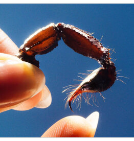 Squid - Cowards (Clear Vinyl)