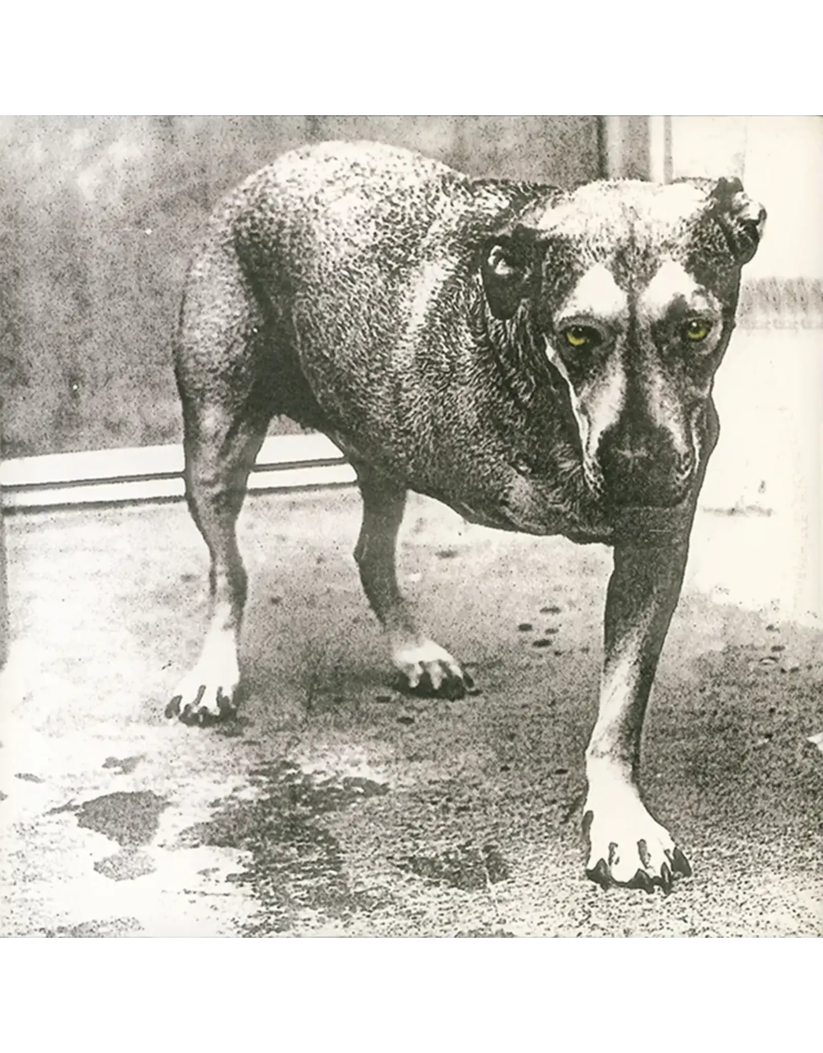 Alice In Chains - Alice In Chains (Highlighter Yellow Vinyl)