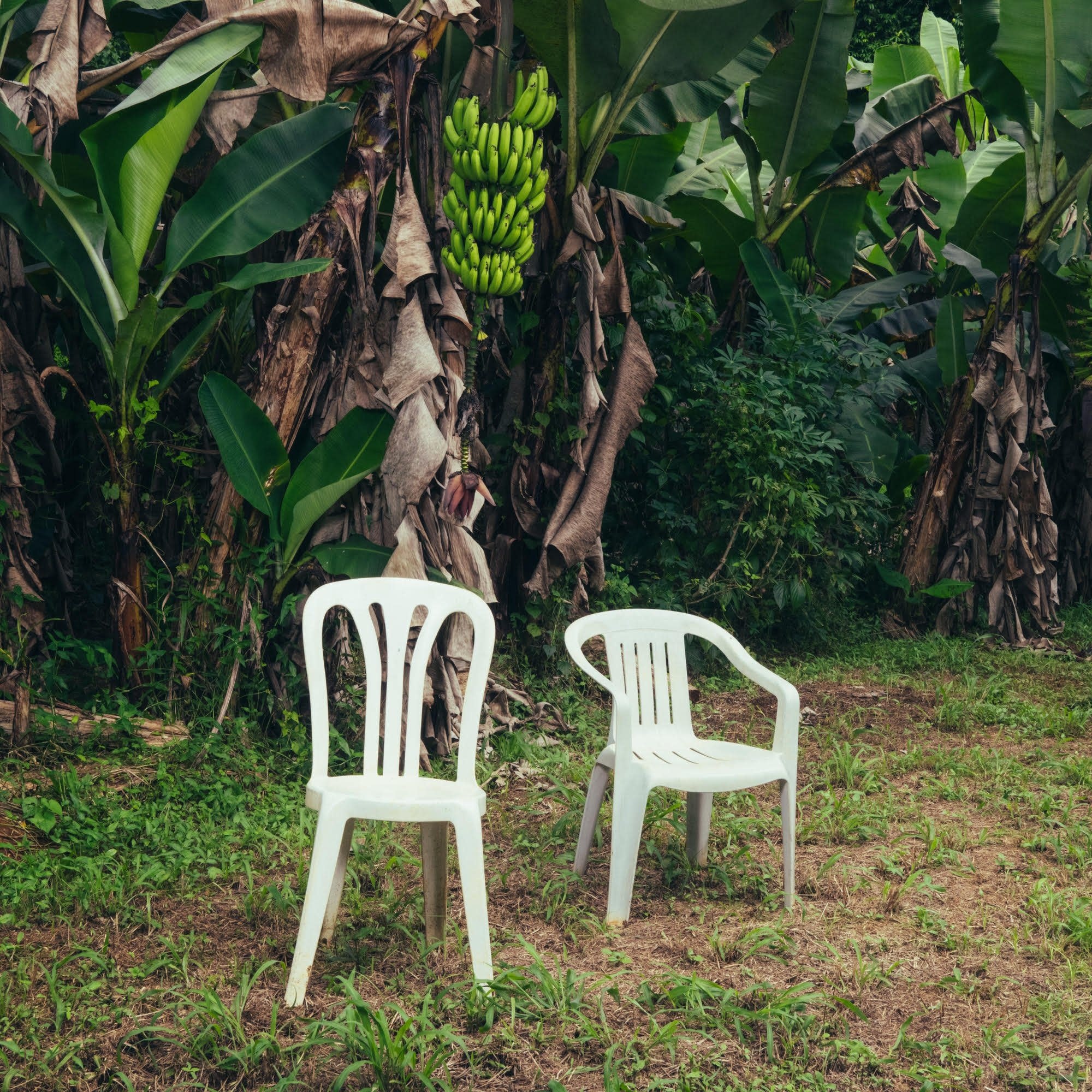 BAD BUNNY Debí Tirar Más Fotos ヴィニロ Bad Bunny - Debí Tirar Más Fotos (White Vinyl) - Pop Music