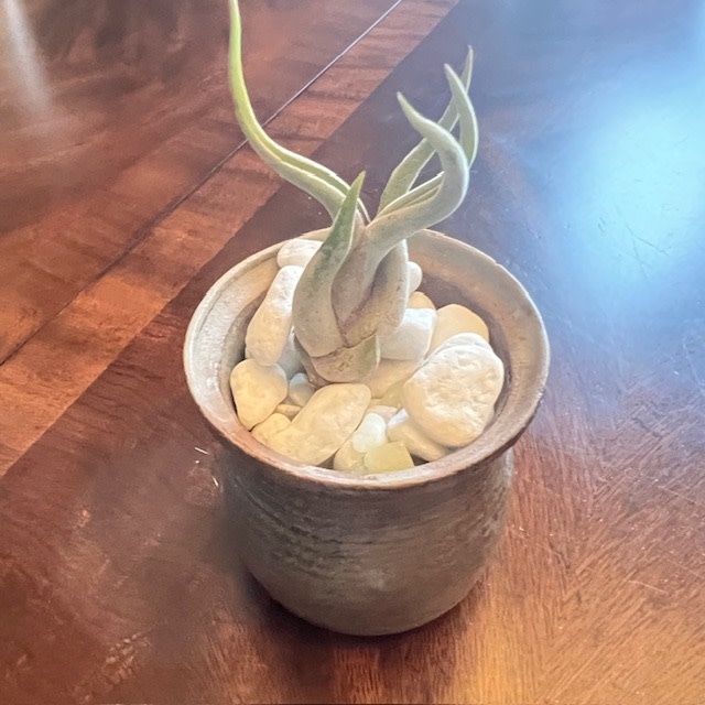 Pottery Air Plant Rock Garden - Live Succulent