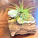 Driftwood w/3 Amazonite stones and air plant - Live Succulent