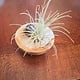 Green Onyx 2" Stone Bowl/Mookite stone w/Air Plant - living succulent