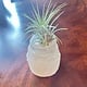 Selenite  tower w/air plant - live Succulent