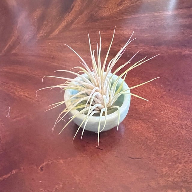 Tiny Jade Bowl with Air Plant - a living Succulent