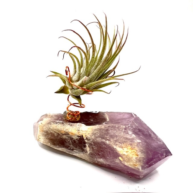 Amethyst Double Terminated Point w/Air Plant - living succulent