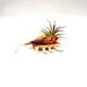 Curly conch Air Plant - Live Bromeliad