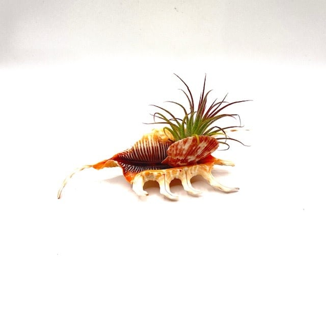 Curly conch Air Plant - Live Bromeliad