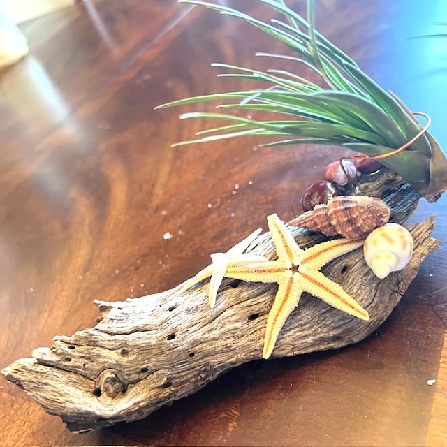 Mom & Baby starfish/live airplant on driftwood