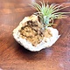 White Quartz Geode - Keokuk Geode from St. Louis Mo w/live air plant