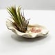 Air Plant on Curly Clam Shell 5" long w/rose quartz chip stones - Live Bromeliads