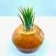 Air Plant (Live Bromeliad) in Beautiful Hand Carved  Wood 5" diameter