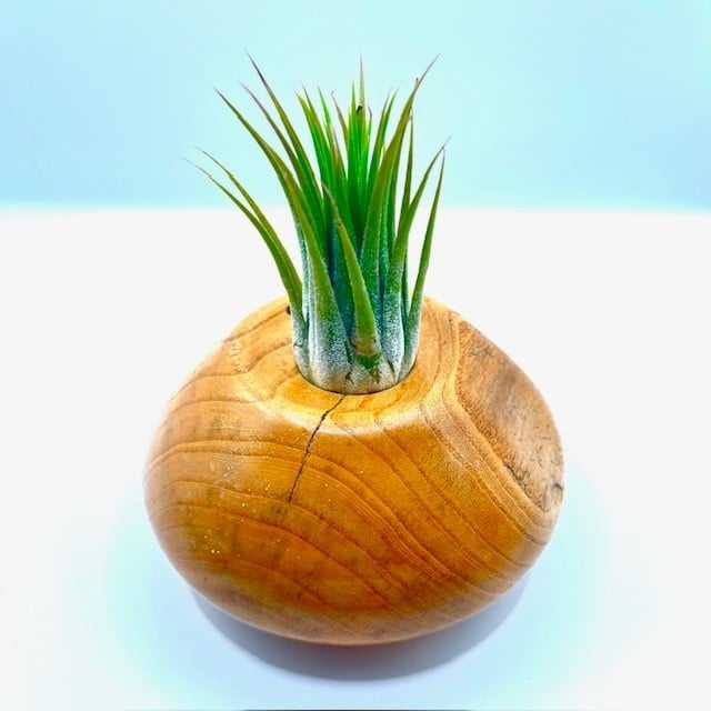 Air Plant (Live Bromeliad) in Beautiful Hand Carved  Wood 5" diameter