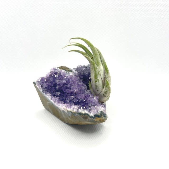 Amethyst Druzy Specimen 3.25" x 3.25"  w/Air Plant - Live succulent