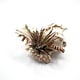 Air Plants in Sea Shells (Live Bromeliads) Several styles