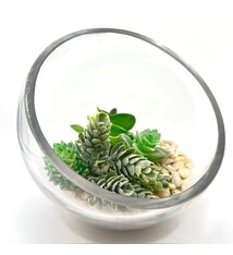 Glass Artificial Succulent 'bowl' est 5.5" diameter