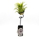 Air plant on wood block 6" tall w/Lepidolite - Live Bromeliad