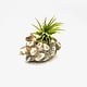 Air Plant on Coral - Live Bromeliad