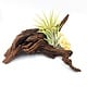 Air Plant on Driftwood w/Arkansas Crystal - Live Bromeliad