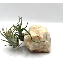 Arkansas Mt Ida Quartz Med lg w/Air Plants - Live Bromeliad