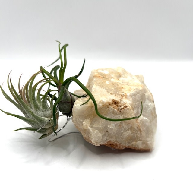 Arkansas Mt Ida Quartz Med lg w/Air Plants - Live Bromeliad