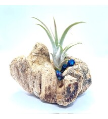 Smooth Driftwood with Chalcopyrite chips and Air Plant - Live Bromeliad