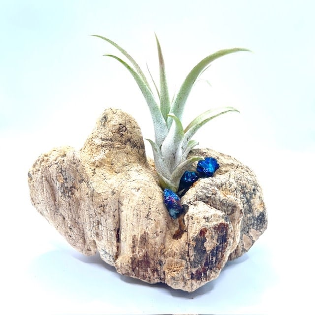 Smooth Driftwood with Chalcopyrite chips and Air Plant - Live Bromeliad