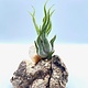 Light driftwood w/ Arkansas Crystal Point and Air Plant - Live Bromeliad