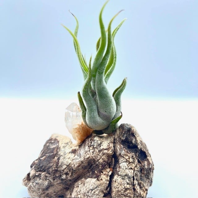 Light driftwood w/ Arkansas Crystal Point and Air Plant - Live Bromeliad