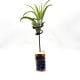 Air Plant on Wood Pedistal 6" tall w/Chalcopyrite crystal chips - Live Bromeliad