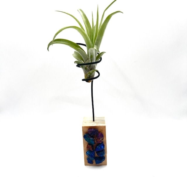 Air Plant on Wood Pedistal 6" tall w/Chalcopyrite crystal chips - Live Bromeliad