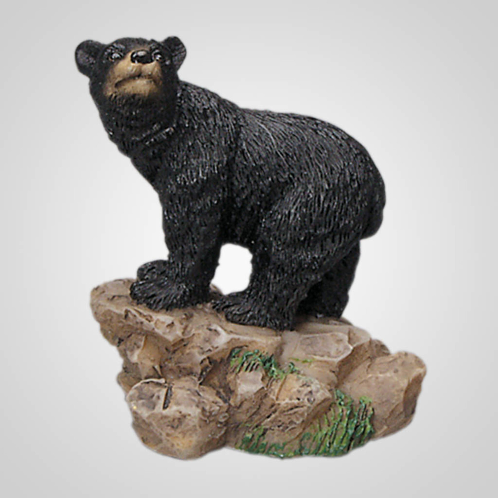 Mini black bear on rock