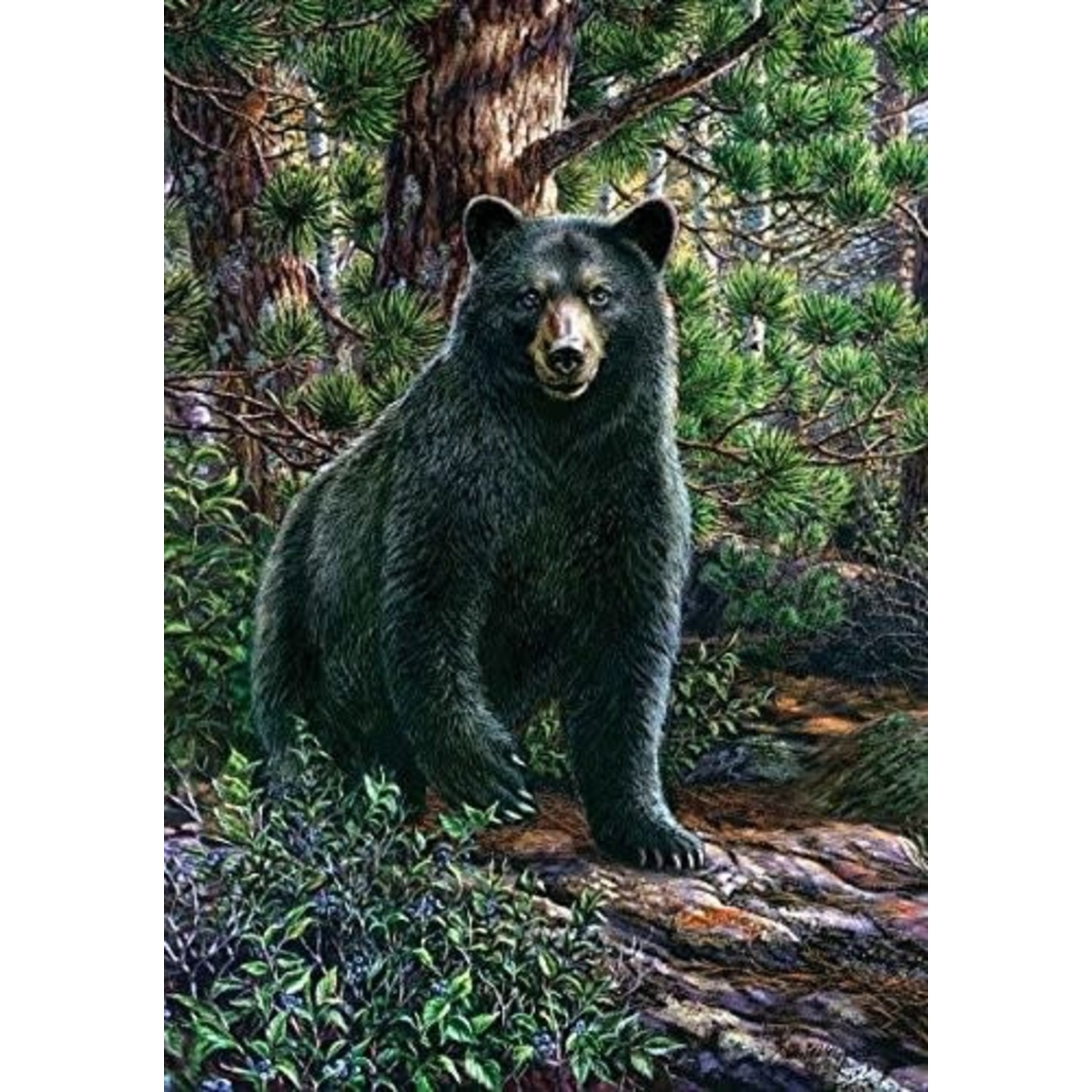 Black bear in Woods grdn flag